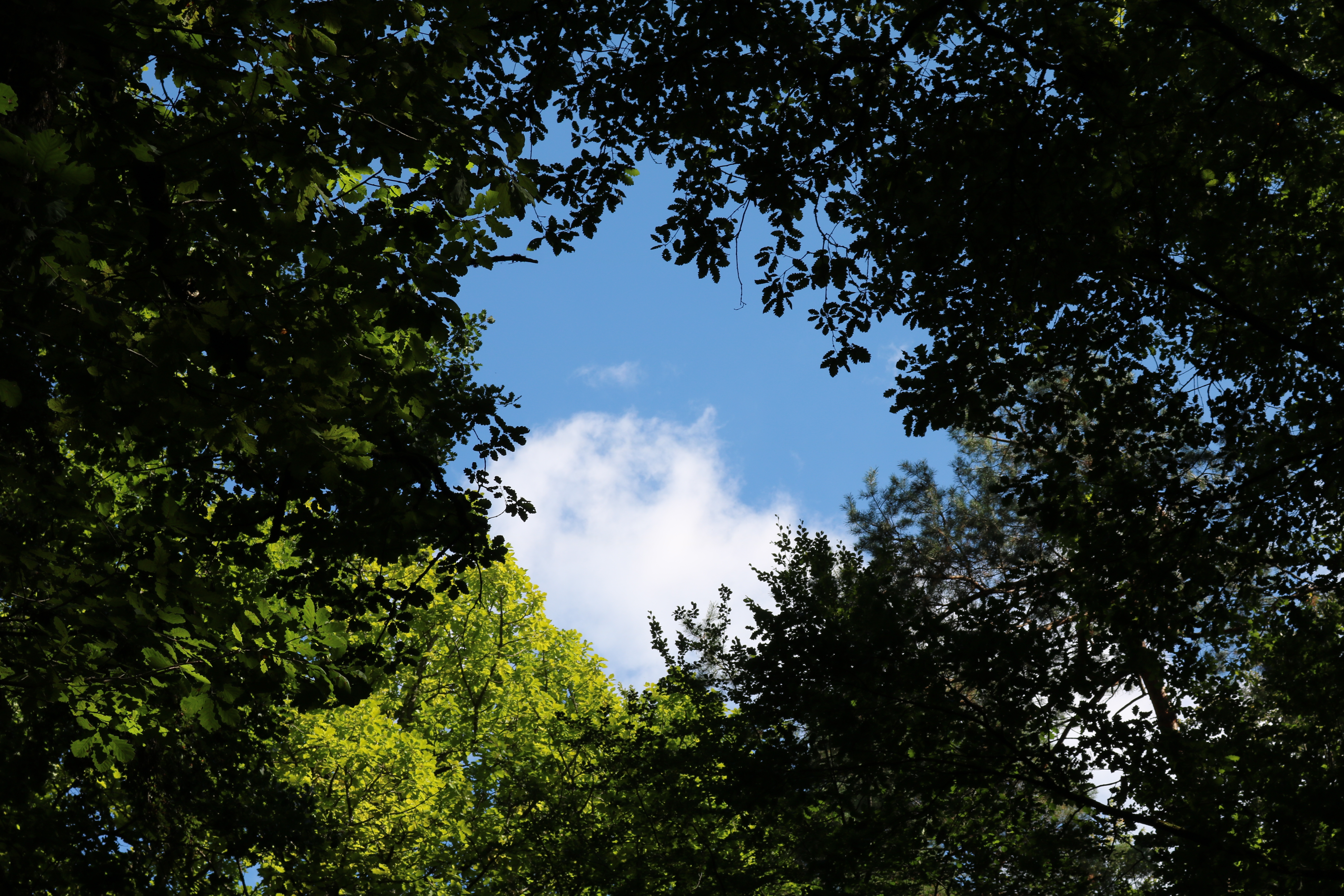 Blick in den blauen Himmel durch eine Öffnung im Blätterdach der Baumkronen auf dem Waldfriedhof Schaffhausen.